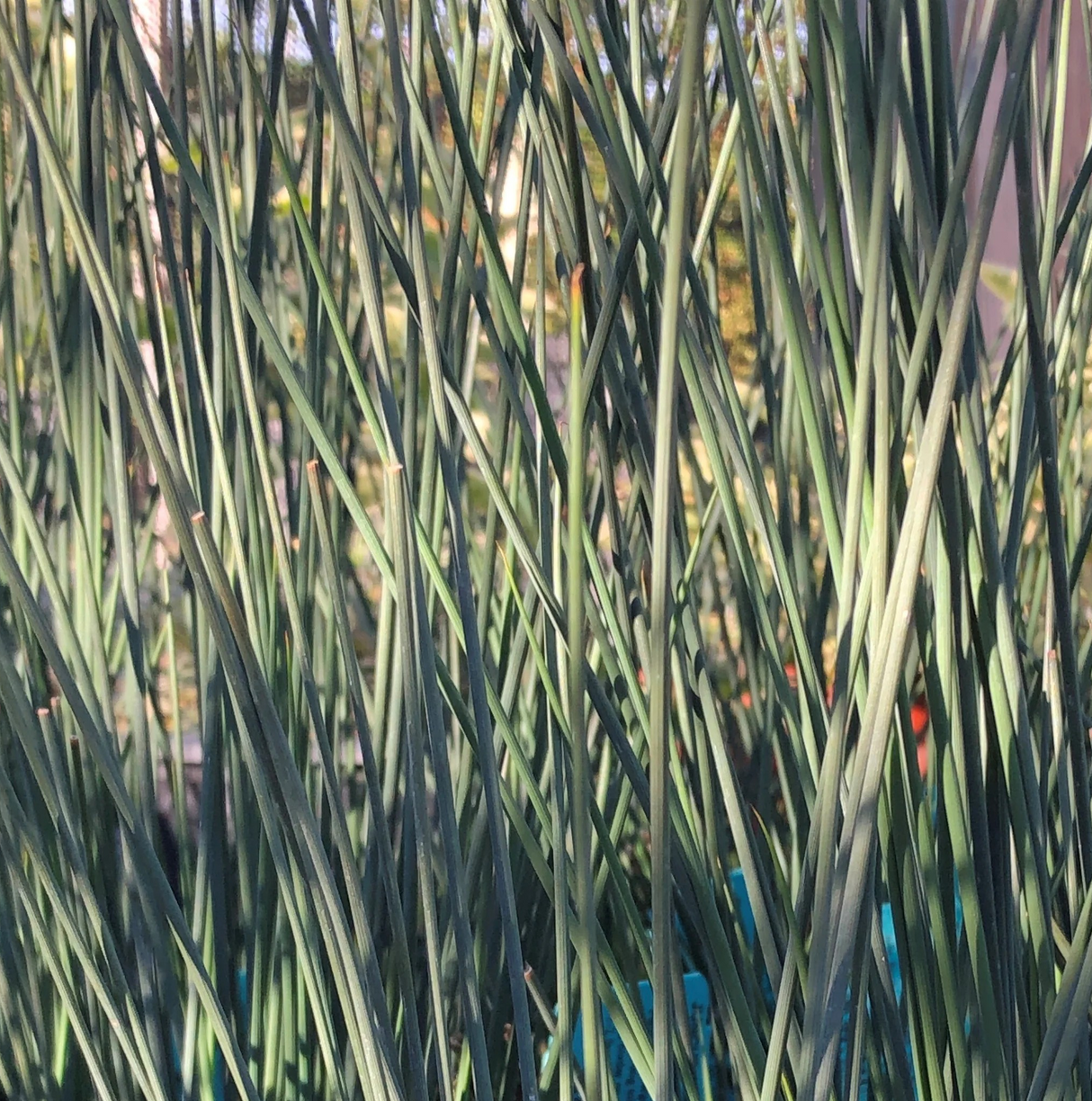 Juncus 'Carmen's Gray'