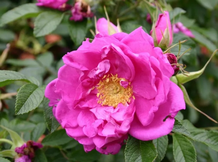 Rosa rugosa hybrid 'Smart Roadrunner'