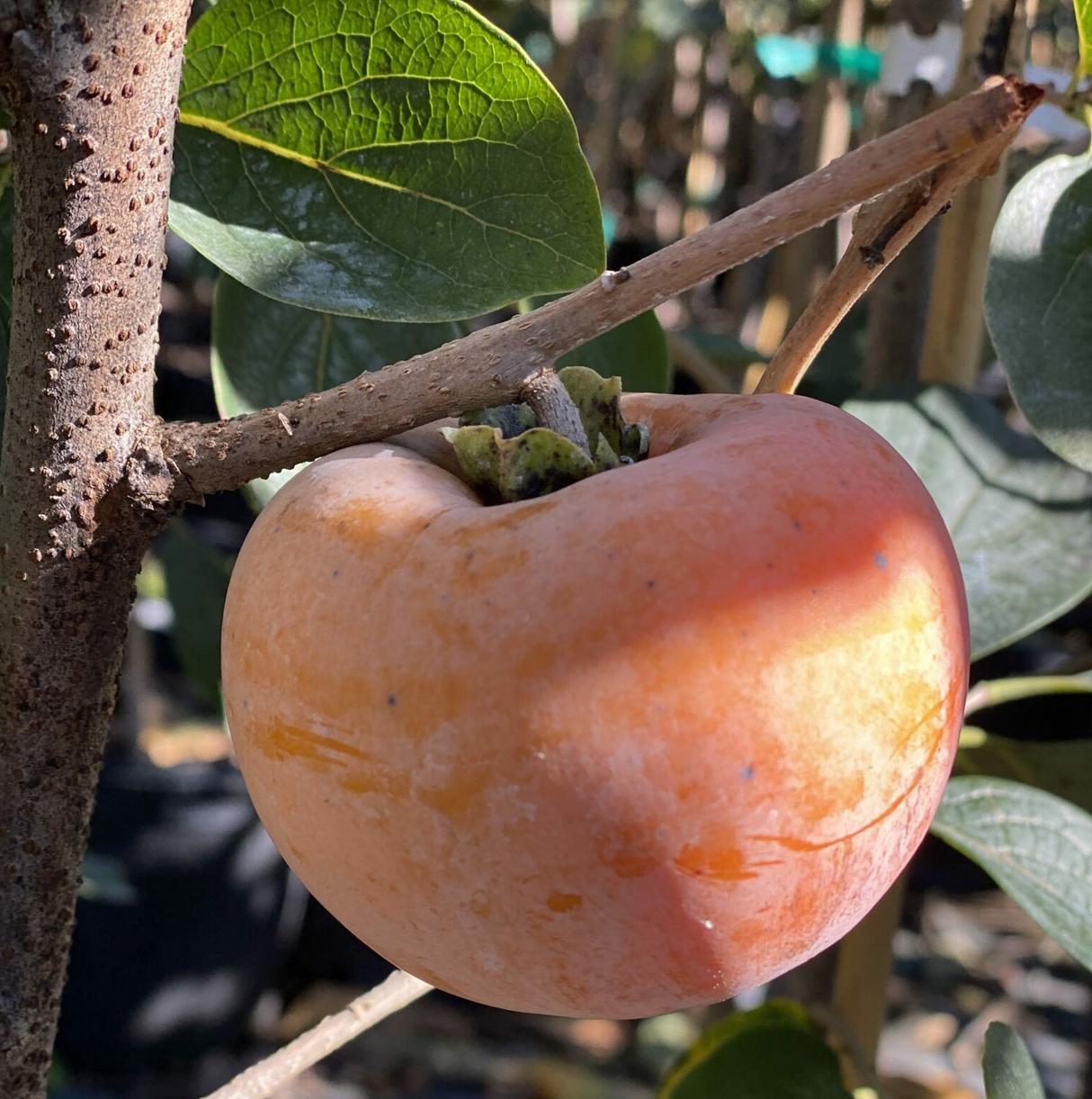 Diospyros virginiana x kaki 'Nikita's Gift' (hybrid Asian / American Persimmon)