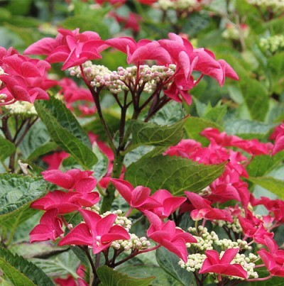 Hydrangea macrophylla 'Teller's Red'