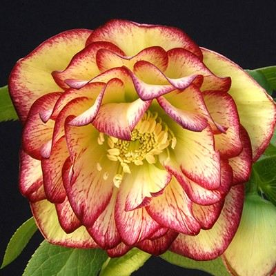 Helleborus 'Sun Flare'