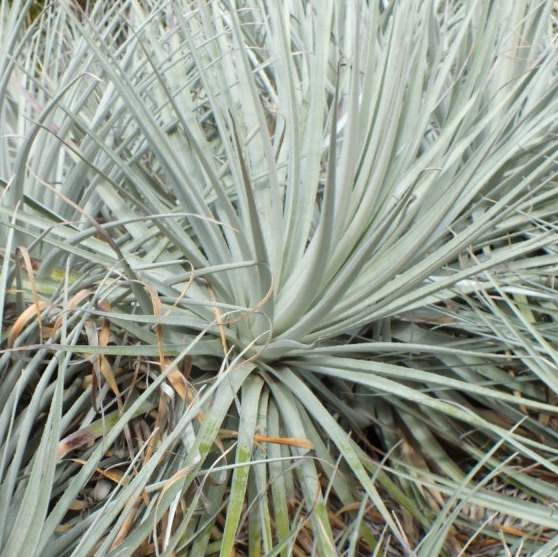 Puya coerulea 'Violacea'