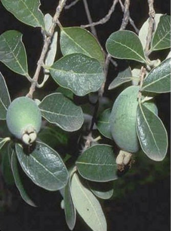Feijoa/ Acca sellowiana 'Ramsey' (Pineapple Guava)