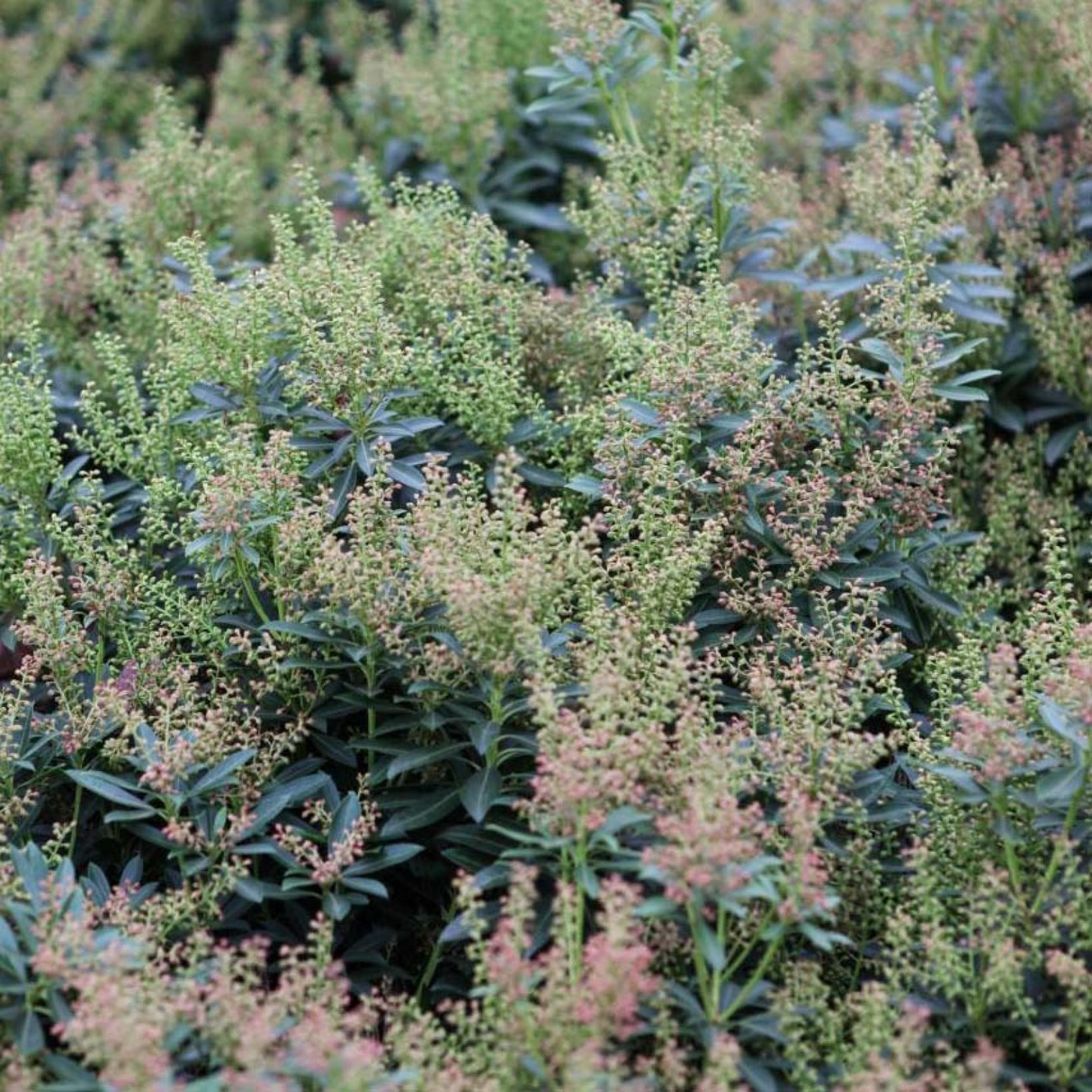 Pieris japonica 'Debutante'