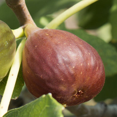 Ficus carica 'Little Ruby' (Fig)