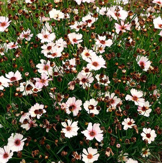 Coreopsis verticillata Nova 'Opal' (Tickseed)