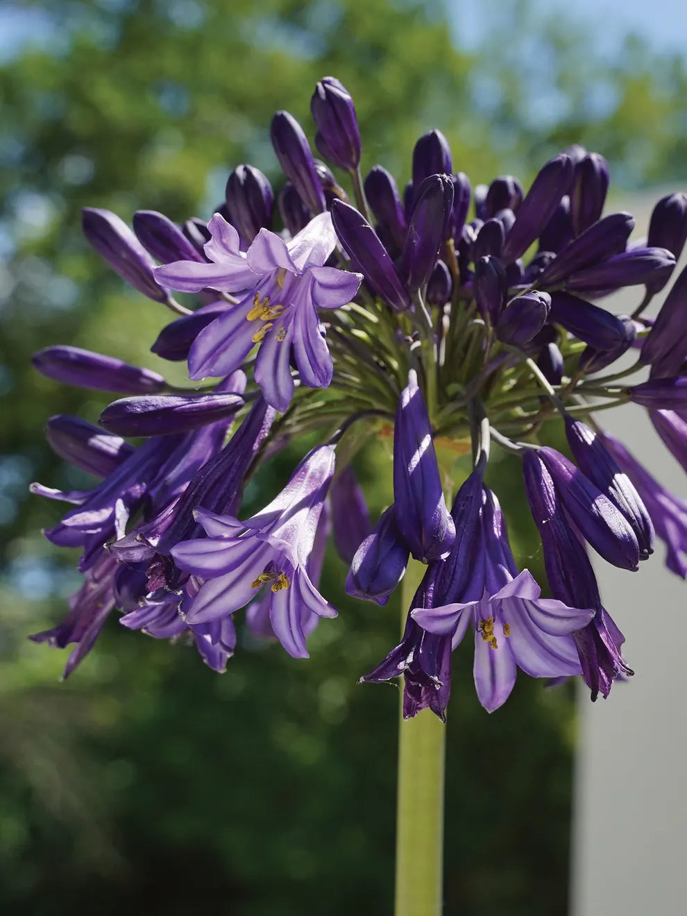 Agapanthus 'Black Pantha' (Lily of the Nile)