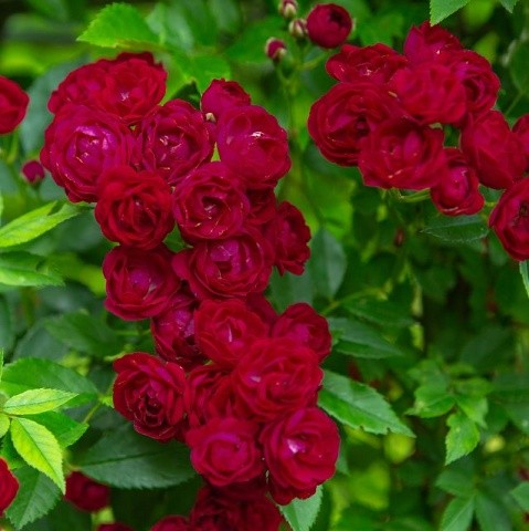 Rosa 'Perennial Red Domino'