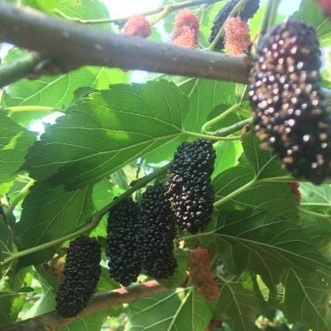Morus alba x rubra 'Illinois' (Mulberry)