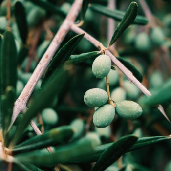 Olea europaea 'Nikita Jubilee' (Olive)