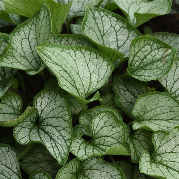 Brunnera macrophylla 'Frostbite'