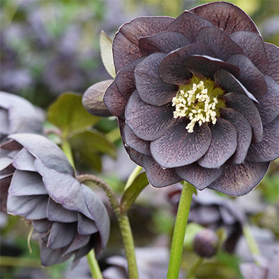 Helleborus 'Winter Jewels Slate Double'