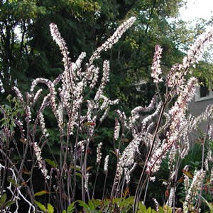Actaea simplex Atropurpurea (Bugbane)