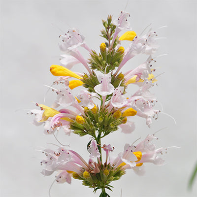 Agastache 'Sunrise White' (Hyssop)