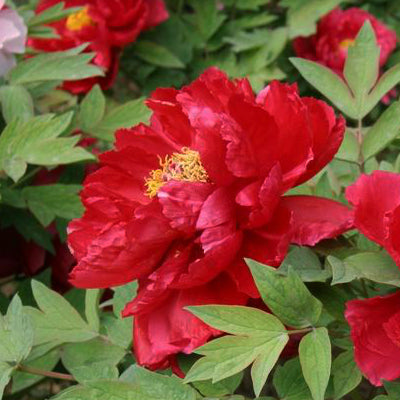Paeonia suffruticosa 'Kao' (Tree peony)