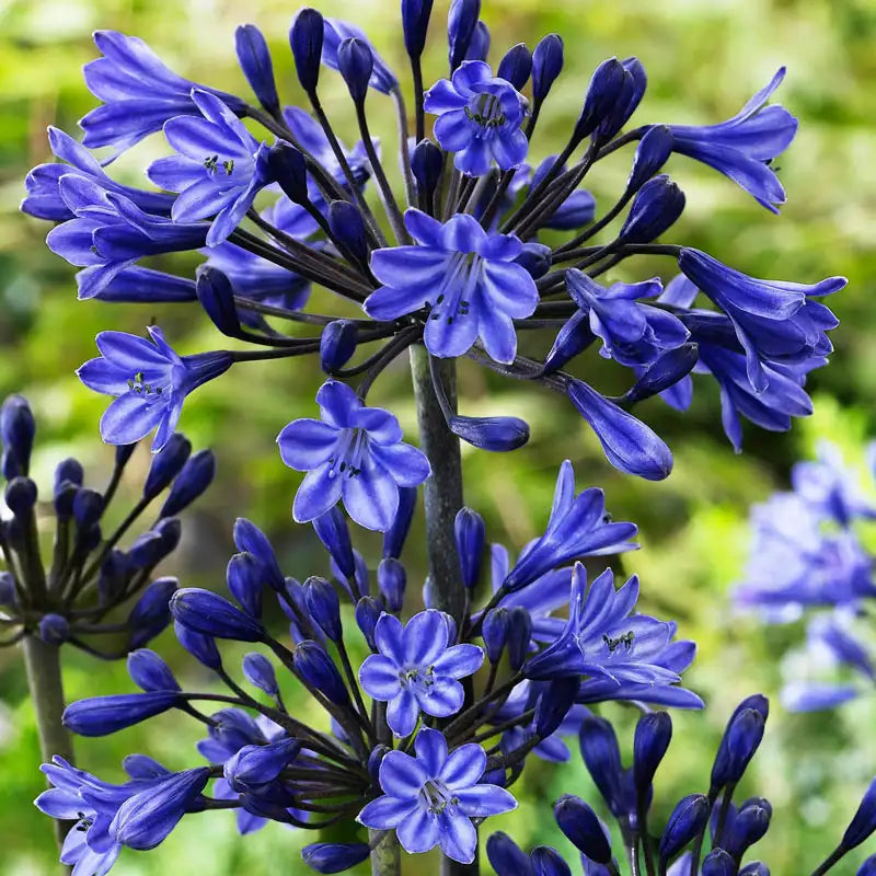 Agapanthus 'Black Buddhist'