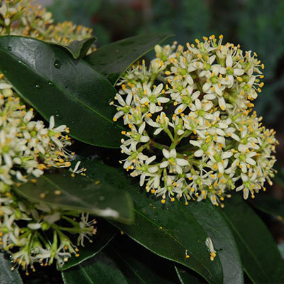 Skimmia japonica 'Limelight' (Male Japanese Skimmia)