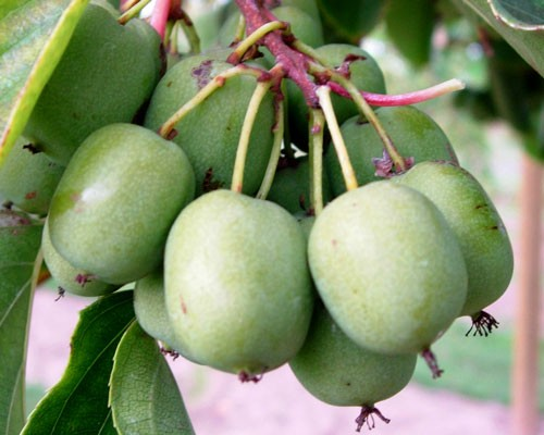 Actinidia arguta 'Ogden Point' (Female Kiwi)