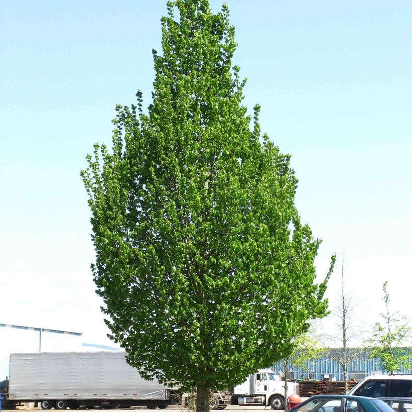 Carpinus 'Emerald Avenue' / 'JFS-KW1CB'