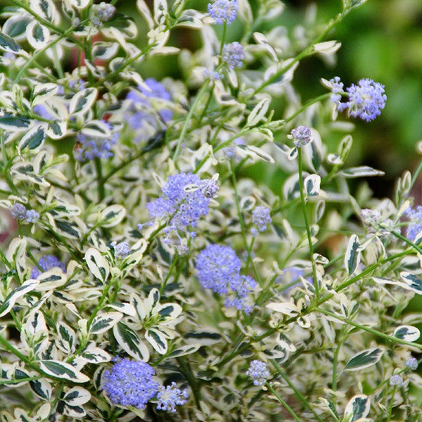 Ceanothus thyrsiflorus 'Cool Blue' (California Lilac)