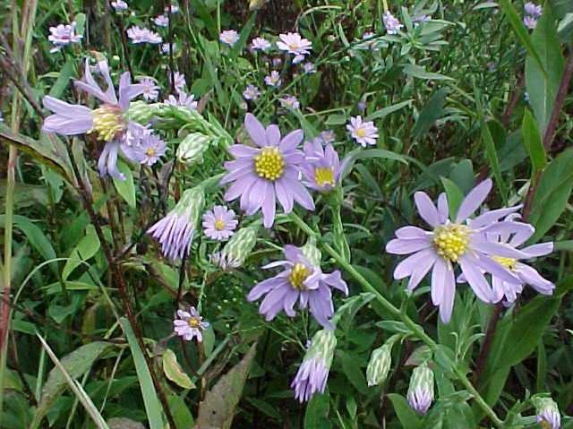 Aster laevis (Symphyotrichum Aster)