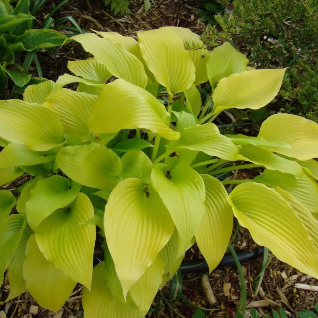 Hosta 'Sunny Halcyon'