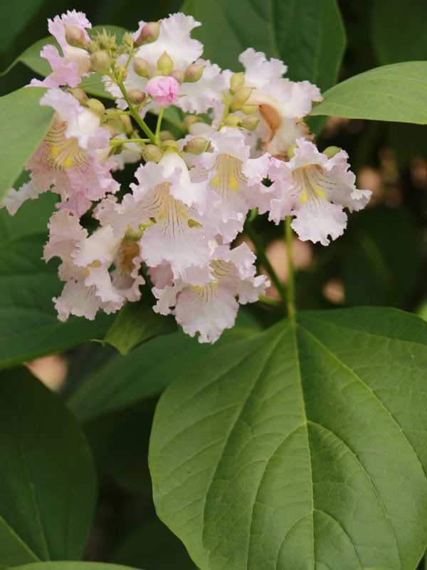 Chitalpa tashkentensis 'Strawberry Moon'