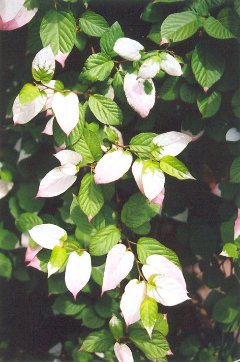 Actinidia kolomikta Arctic Beauty 'Pasha' (MALE Kiwi)
