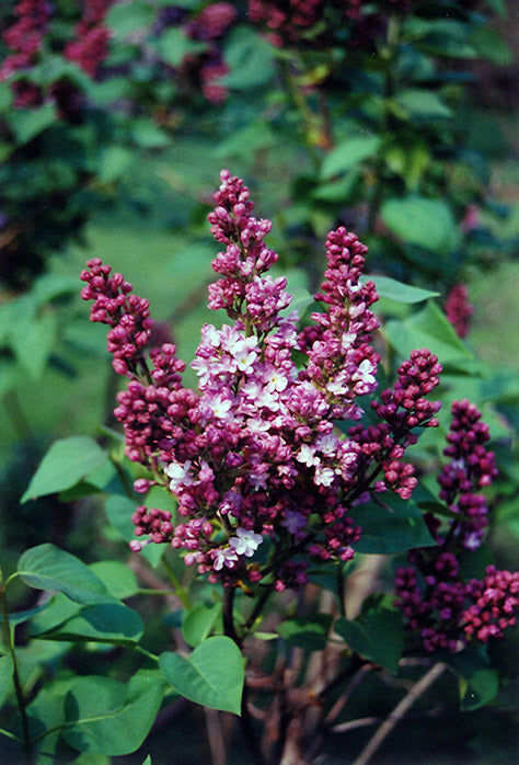 Syringa vulgaris 'Belle de Nancy' (Belle de Nancy Lilac)