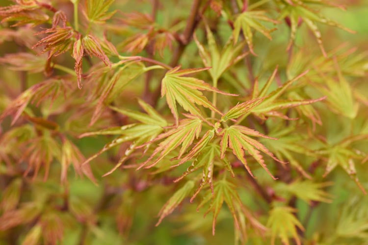 Acer palmatum 'Crippsii' (Japanese Maple)