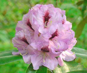 Rhododendron 'Arthur Bedford'