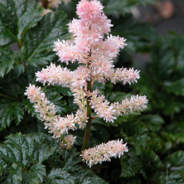 Astilbe crispa 'Lilliput' (False Goatsbeard / False Spiraea)