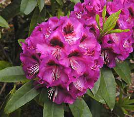 Rhododendron 'Bariton'