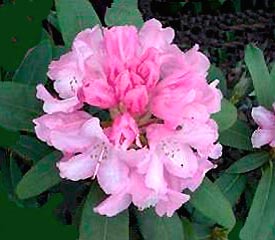 Rhododendron 'Bashful'