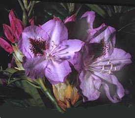 Rhododendron 'Blue Jay'