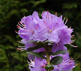 Rhododendron 'Bob's Blue'