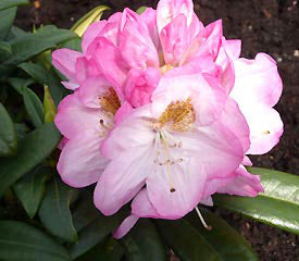Rhododendron 'Brigitte'