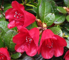 Rhododendron 'Carmen'
