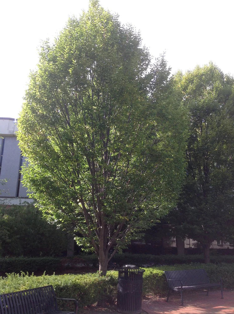 Carpinus caroliniana 'Wisconsin Red' (American Hornbeam)