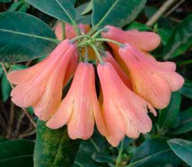 Rhododendron 'Conroy'