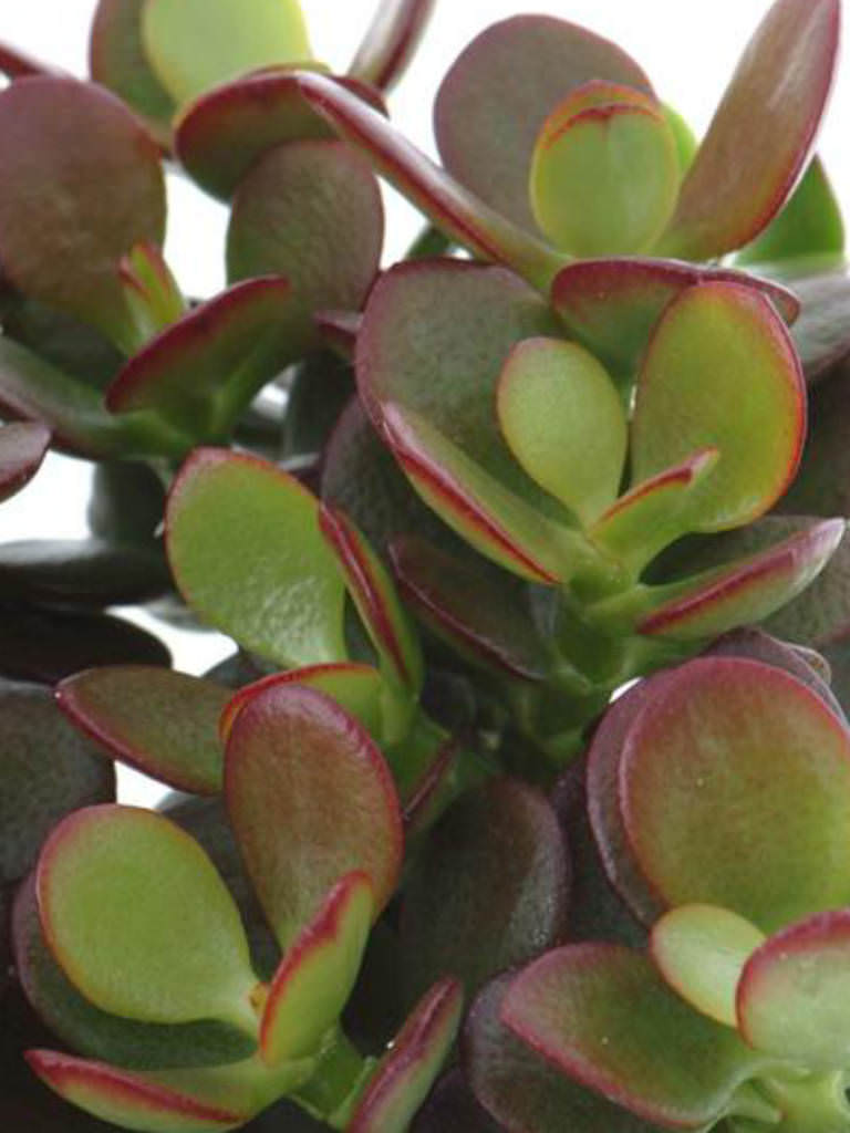 Crassula minor