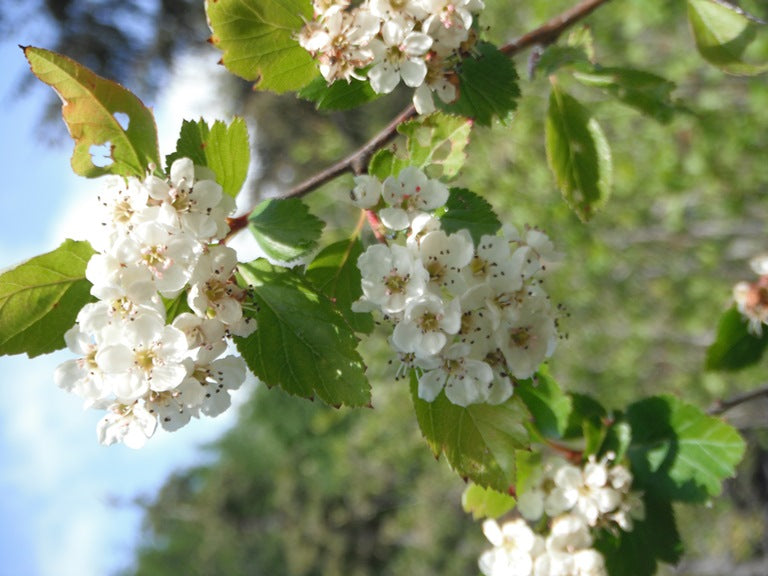 Crataegus douglasii