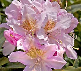 Rhododendron 'Cunningham's Blush'