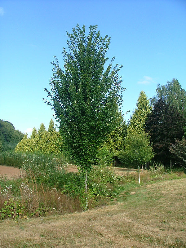 Acer rubrum 'Red Supersonic' (Red Maple)