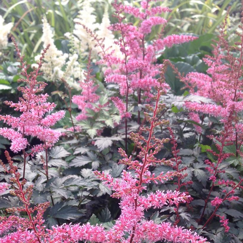 Astilbe simplicifolia 'Key West' (False Goatsbeard / False Spiraea)