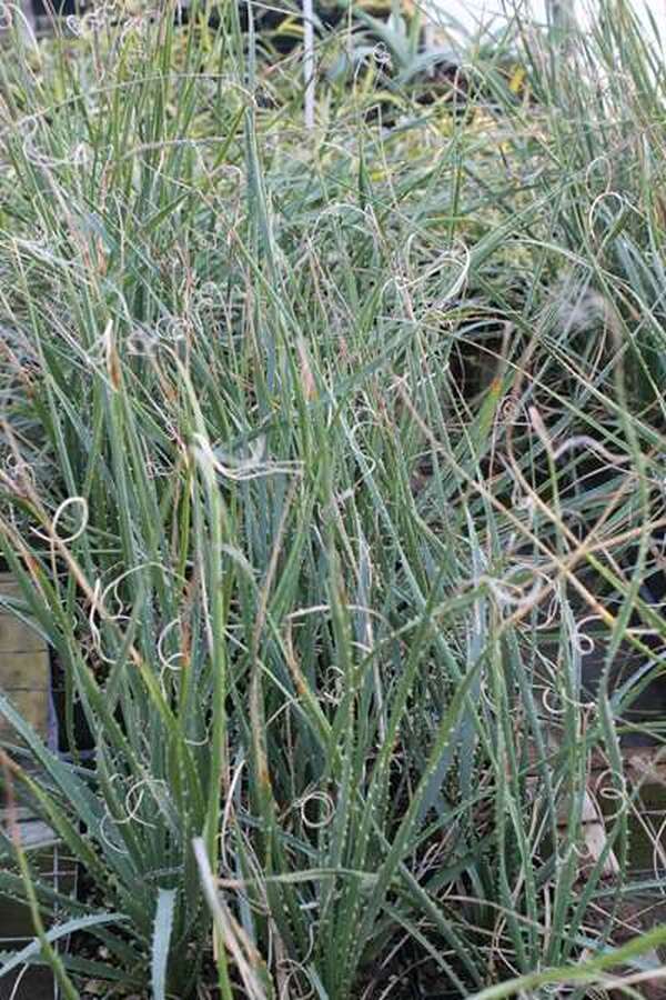 Dasylirion cedrosanum