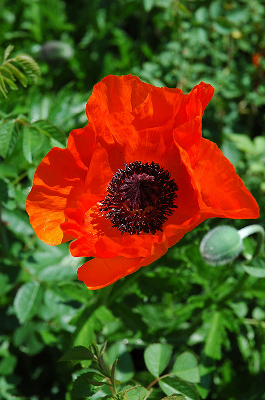 Papaver orientale 'Allegro' (Allegro Poppy)