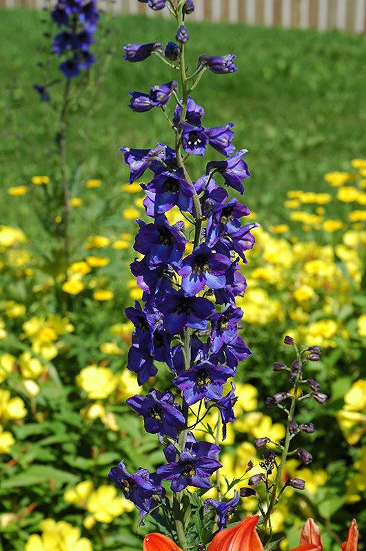 Delphinium Pacific Giant 'Black Knight' (Pacific Hybrid Larkspur)