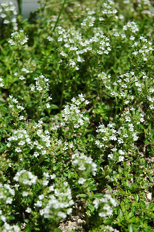 Thymus serpyllum 'Alba' (White Creeping Thyme)