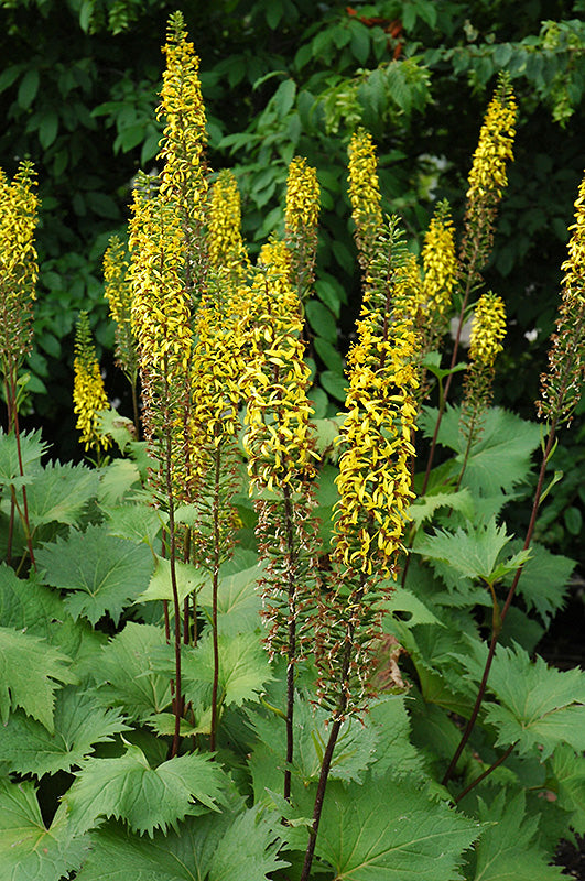 Ligularia stenocephala 'The Rocket' (Rocket Rayflower)